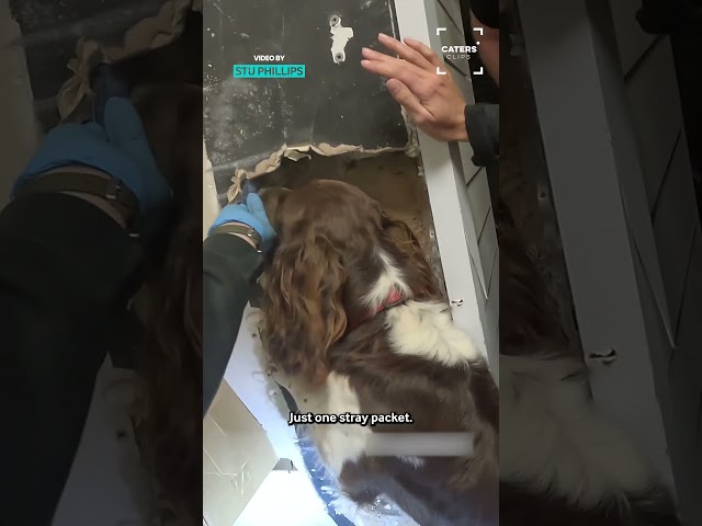 Dog Makes a Crazy Find