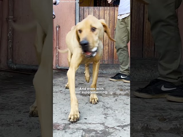 Starving Dog Who Lived His Life On A Chain Is A Big Goofy Baby Now | The Dodo
