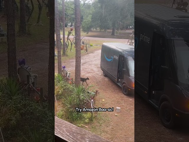 Curious Goats Hop Onto Amazon Delivery Truck