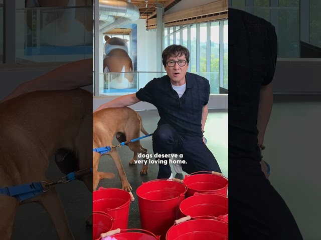 Ke Huy Quan Meets the Rescue Pup Who Stole His Heart | The Dodo