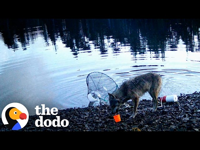 Wolf Taught Herself To Use A Human Tool So She Could Eat | The Dodo