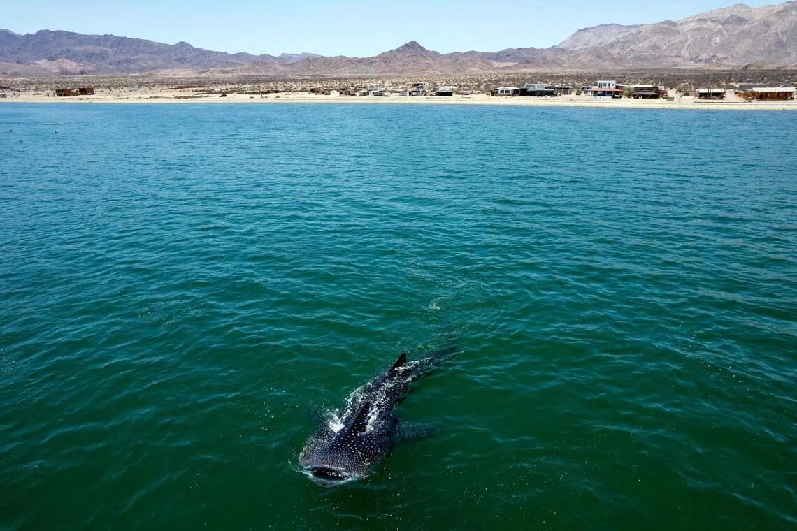 Over 70 shark, ray species win new wildlife trade protections