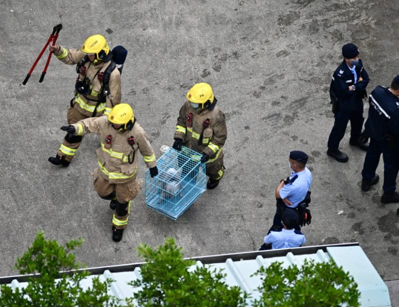HK Firefighters Criticised For Saving Pets In Tai Po Fire