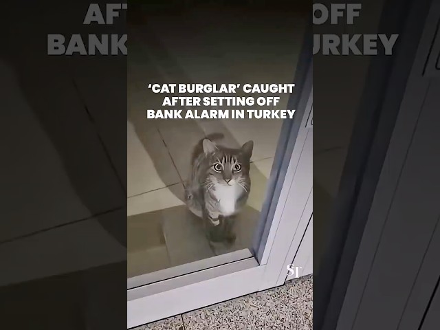 Turkey ‘cat burglar’ caught after triggering bank alarm