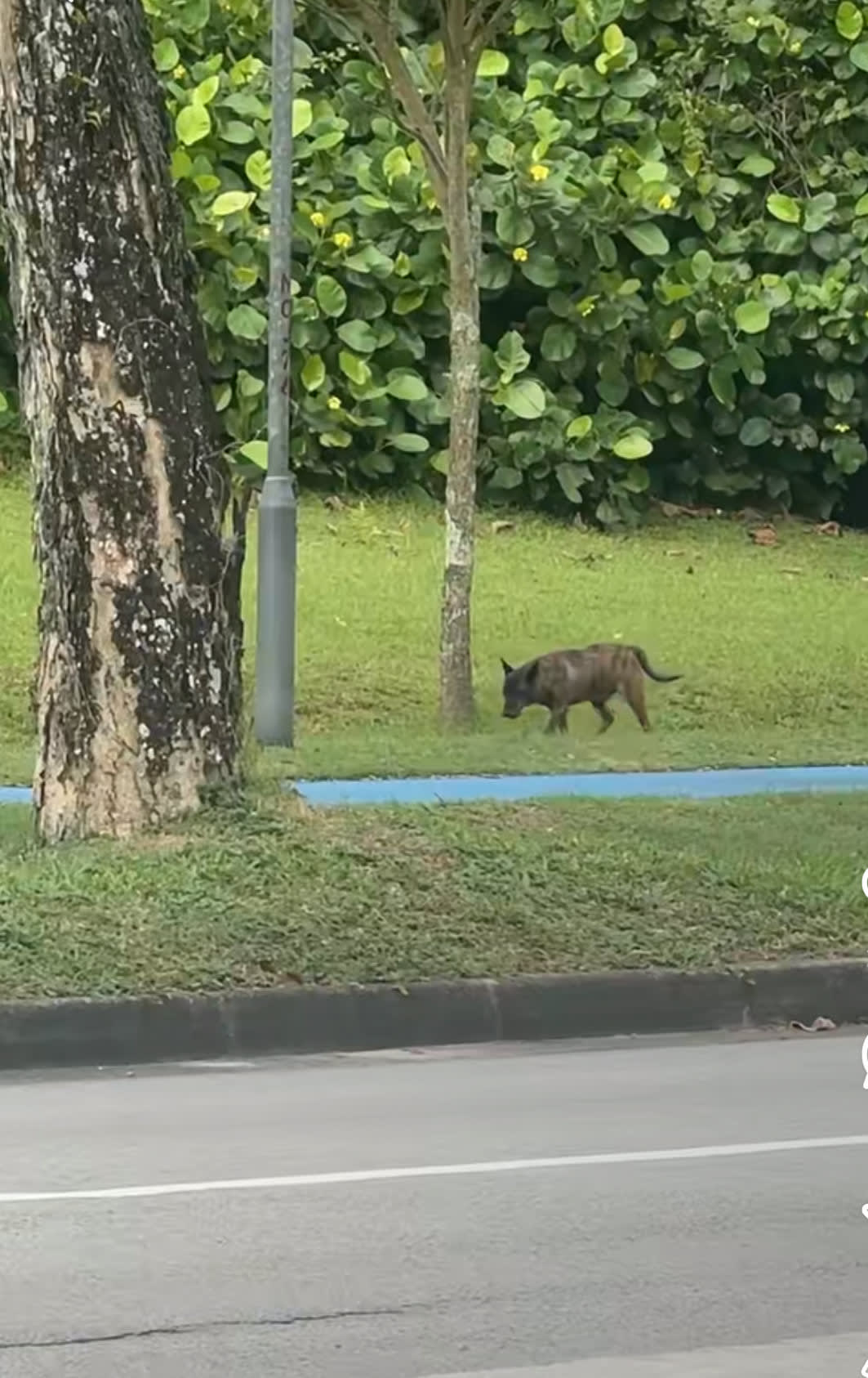 ‘Wolf’ Spotted at NTU Turns Out to Be...