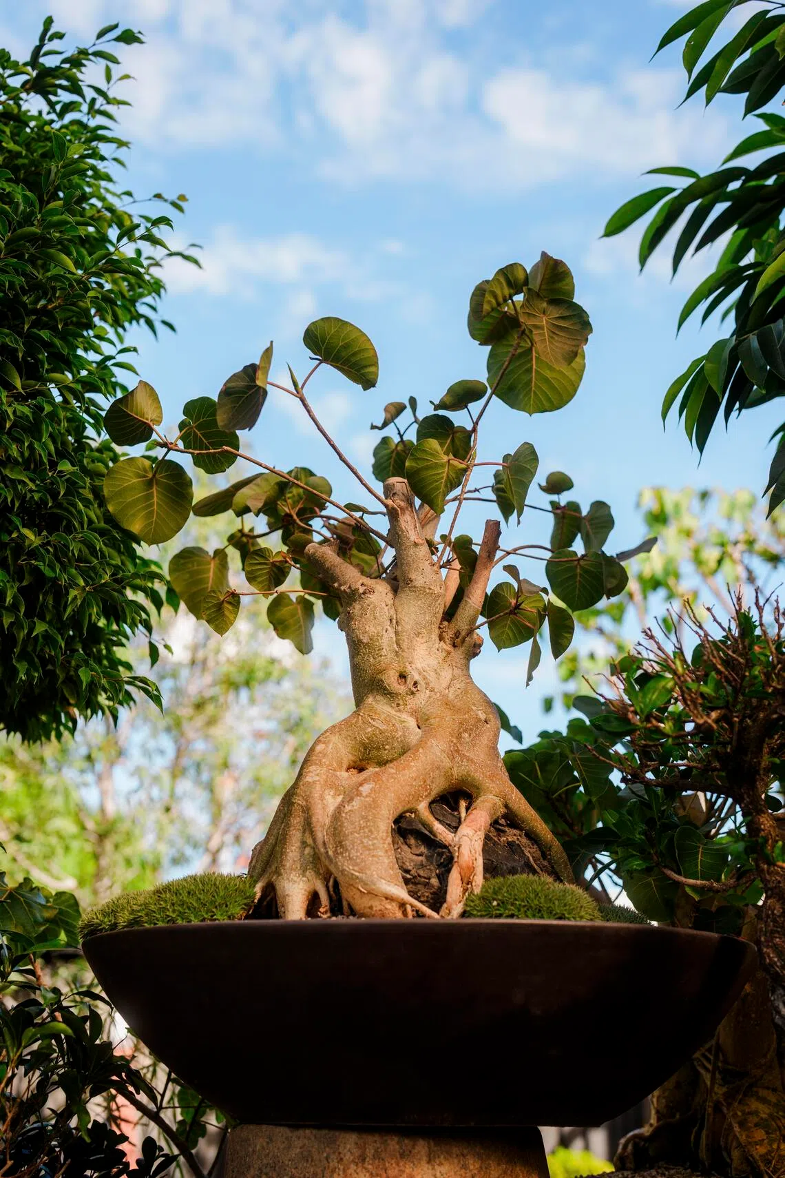 How to turn houseplants into home decor