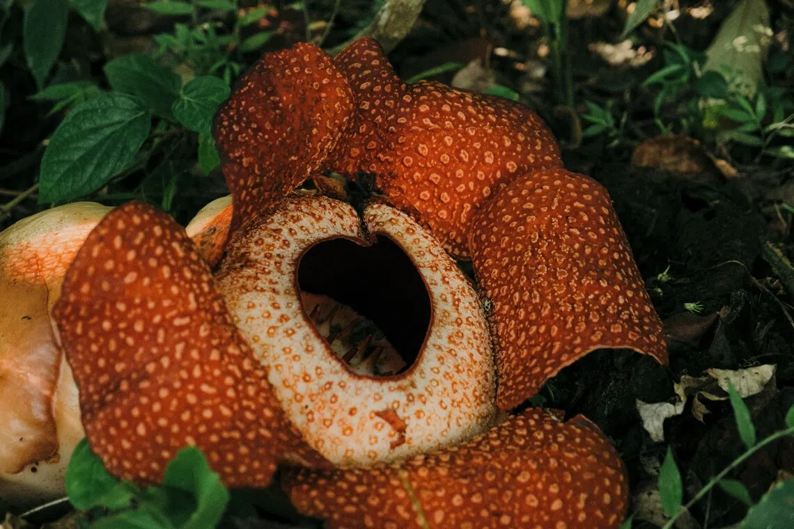 Rare sight: Four Rafflesia species bloom simultaneously in Indonesia’s Bengkulu