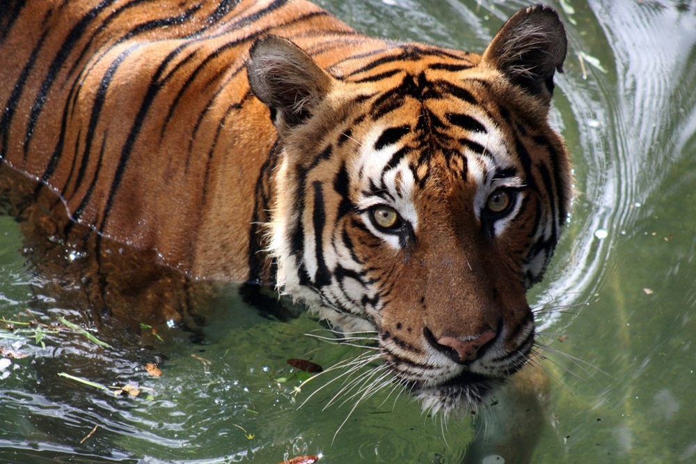 Tiger on the loose? Seven cattle dead or missing in suspected Perak attack