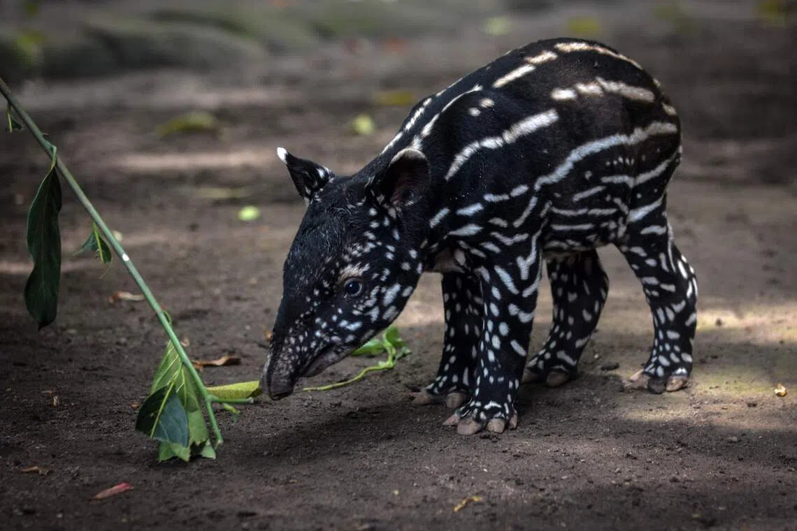 Over 700 animals at Indonesia zoo at risk of starvation amid legal dispute