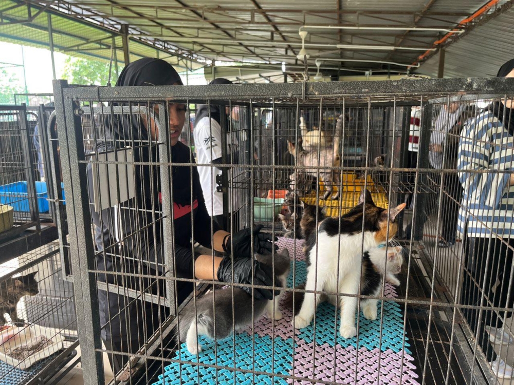 From MYCorps to Furr Ever, youth volunteerism on the rise as over 10,000 join govt programmes in 2025