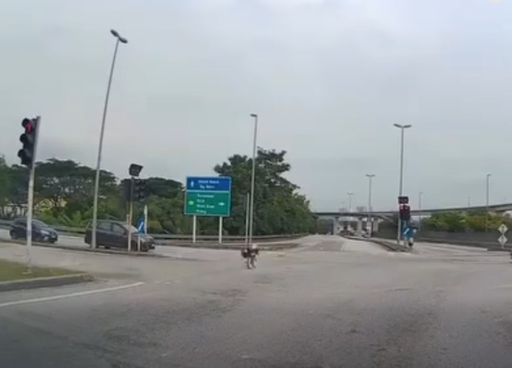 Two teens arrested over viral ‘basikal lajak’ stunt at Putra Heights traffic light