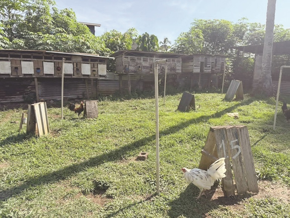 Fighting cocks worth RM290,858 seized during Op Manok in Kunak