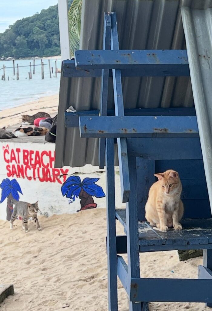 This Beachside Cat Sanctuary Has More Than 300 Felines You Can Meet Or Adopt!