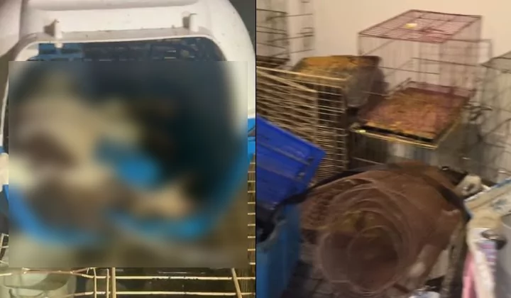 DVS Selangor Promises To Investigate Animal Neglect Incident At Abandoned Vet Clinic