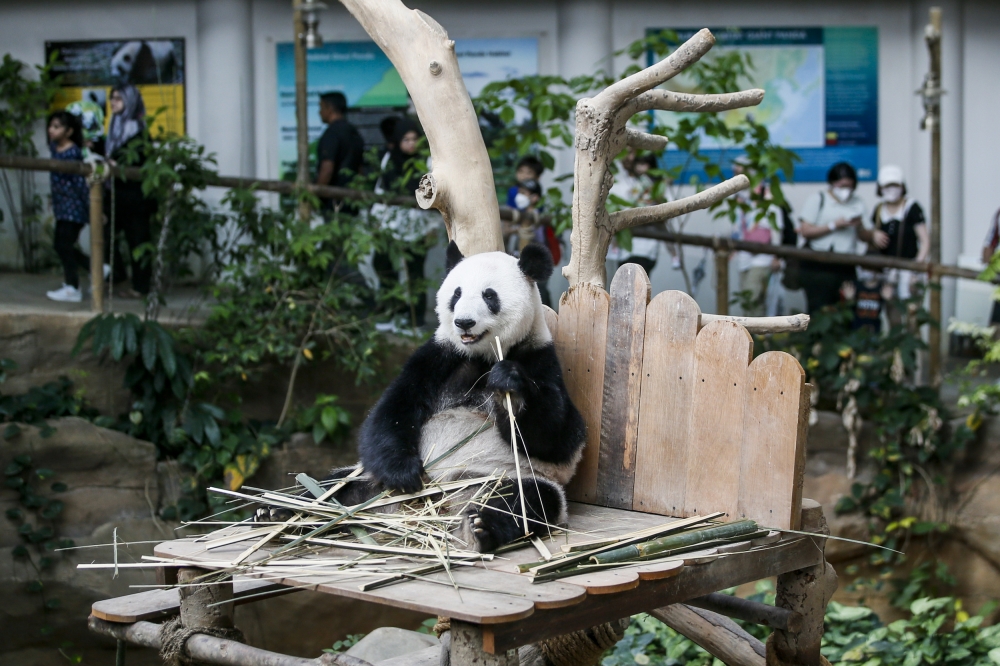 Zoo Negara teases public debut of new giant pandas after quarantine
