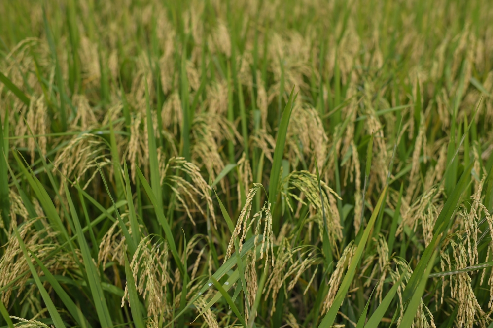 Japan rethinks rice policy as production shifts put supply at risk