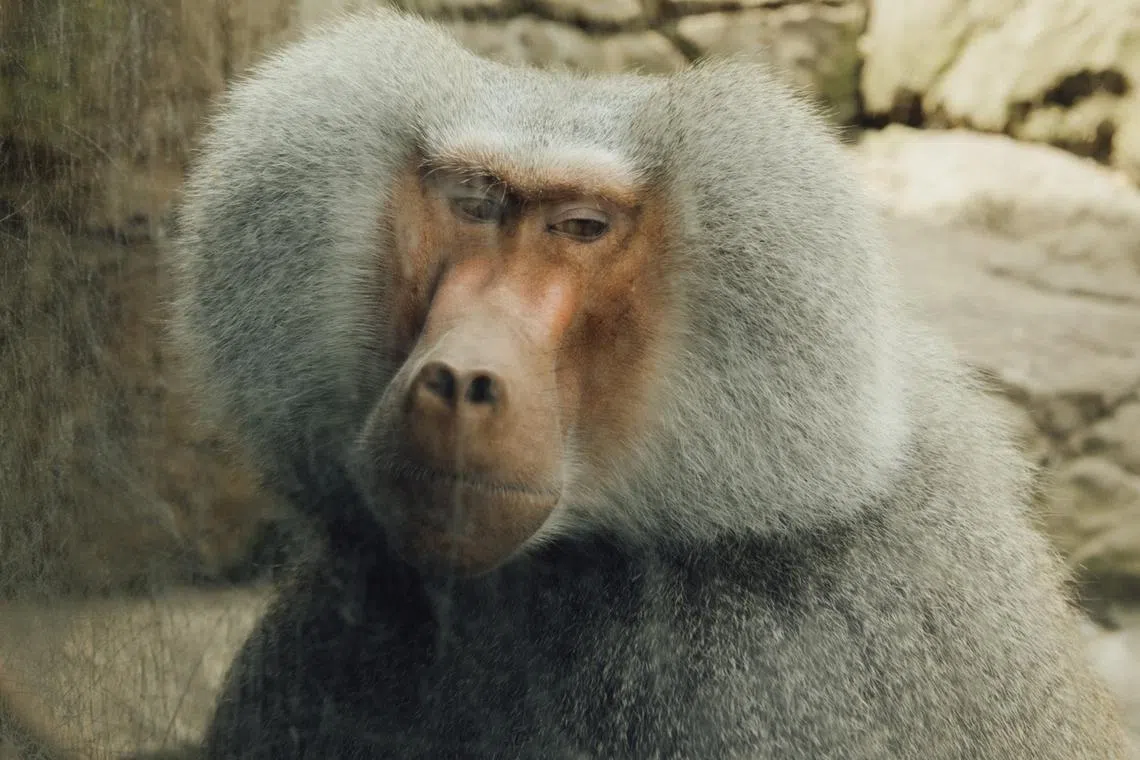 Testosterone is grossly misunderstood