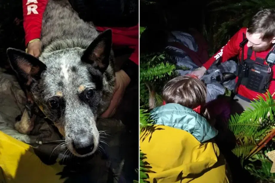 Dog helps save owner lost in freezing Oregon woods