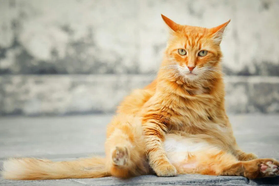 Ozempic for humans, Meowzempic for cats? Pharma companies race towards fluffy new frontiers