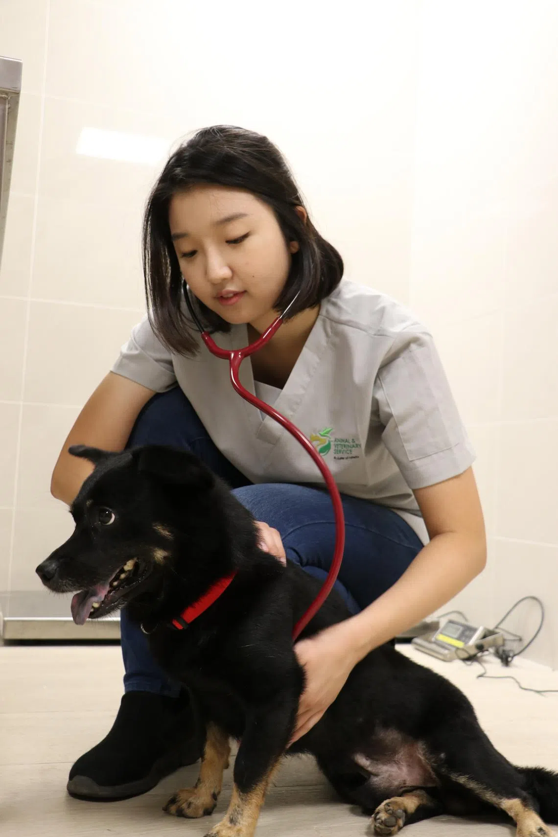 Work of a vet: Going beyond treatment to include pathology and biosurveillance