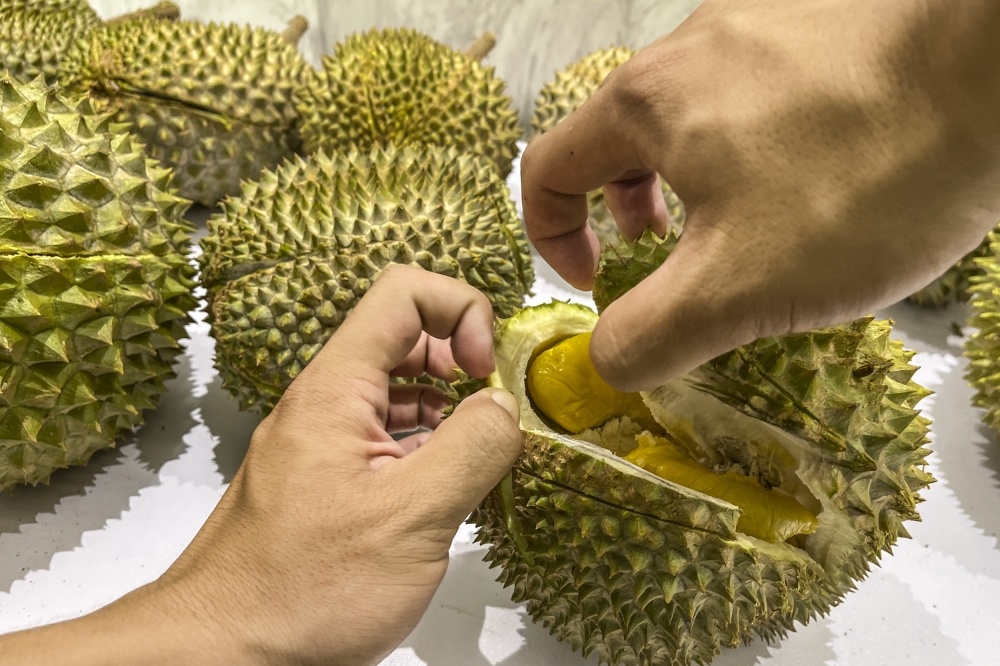 Penang not affected by cloned durian issue, Musang King farms well‑regulated, says state exco