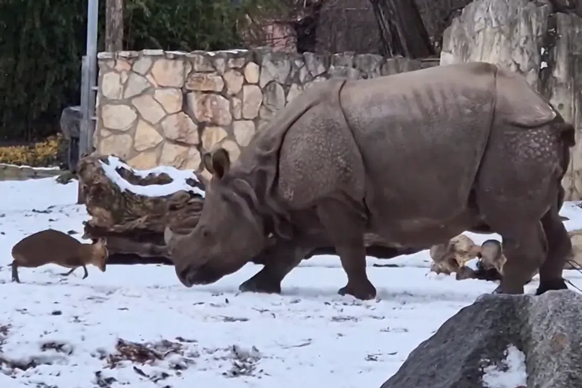 See who’s the boss: 18kg deer squares off with 1.7-tonne rhino at Poland zoo