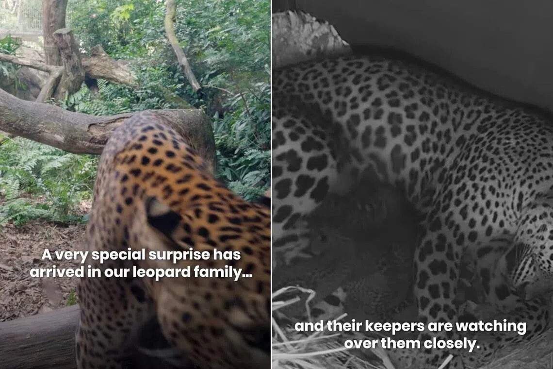 Rare Sri Lankan leopard gives birth to 3 cubs in Mandai