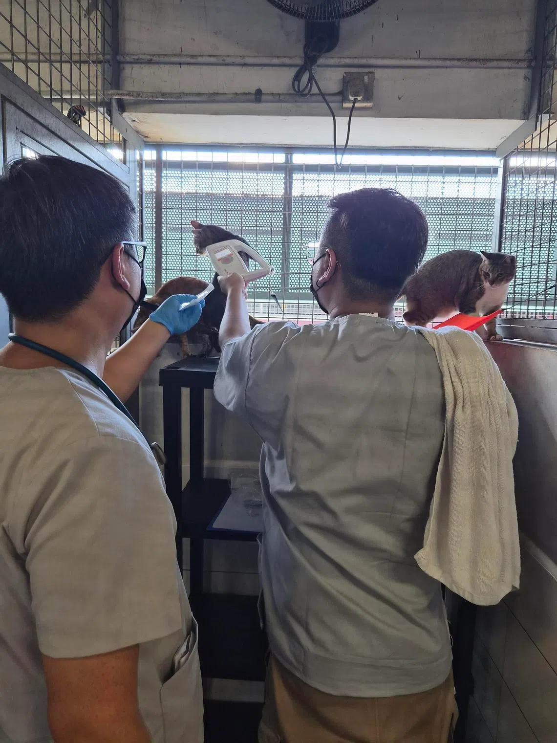 Animal Lovers League to leave premises by February; other welfare groups to take over its 160 animals