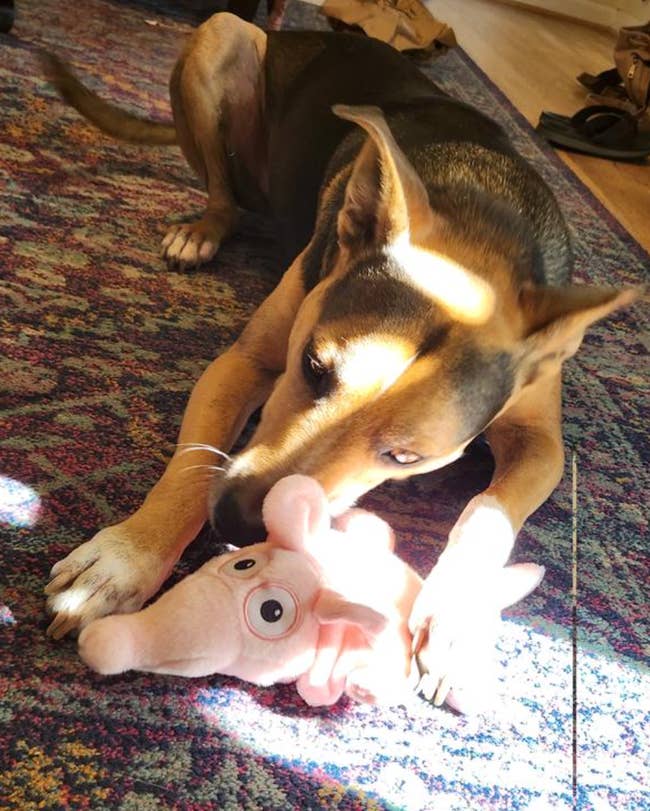 32 Under-$25 Things From Chewy That'll Make You Think, "Why Didn't I Buy This Years Ago?"