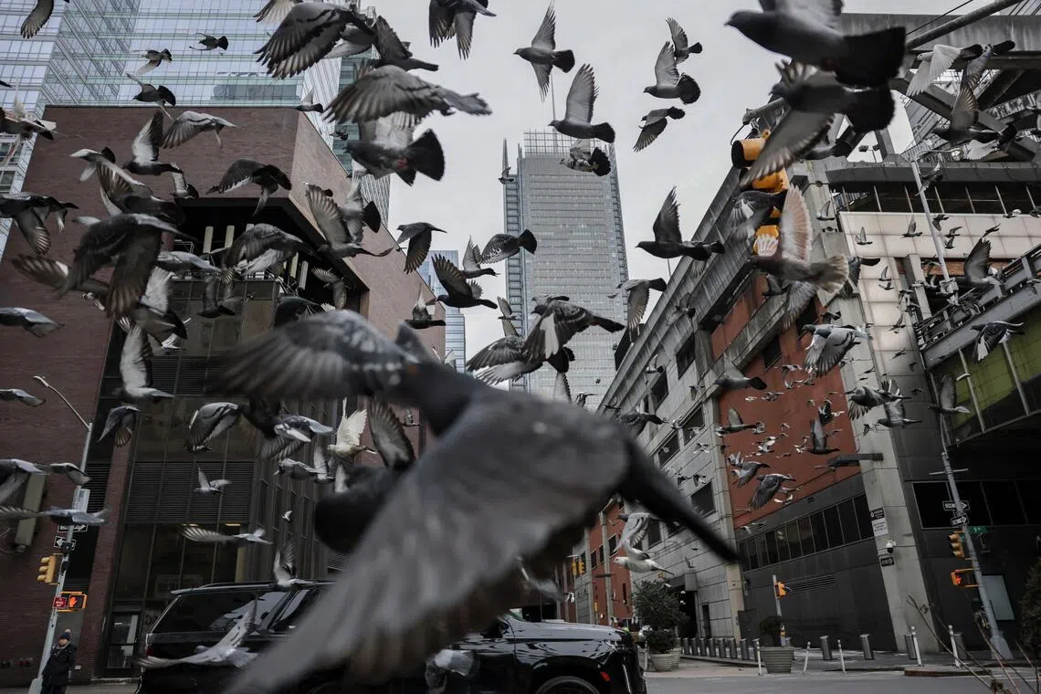 Noisy humans harm birds and affect breeding success: Study