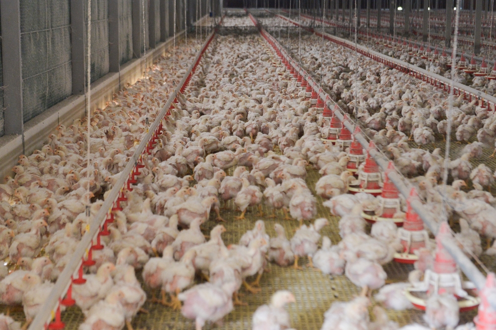 Chicken feedmill firms lose appeal as competition tribunal backs MyCC, upholds fines for price-fixing