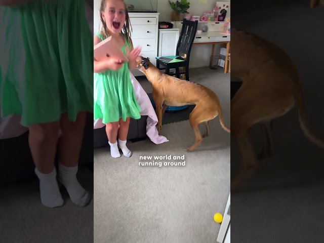 This Greyhound Story Broke Our Hearts — Then Healed Us | The Dodo