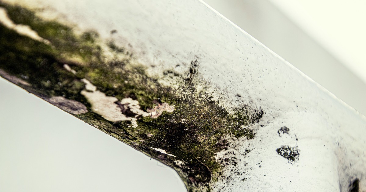 CNY spring cleaning: How to deal with and keep mould at bay in humid Singapore