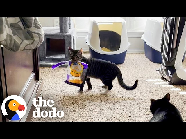 We Have The Same Life Goals As This Cat | The Dodo