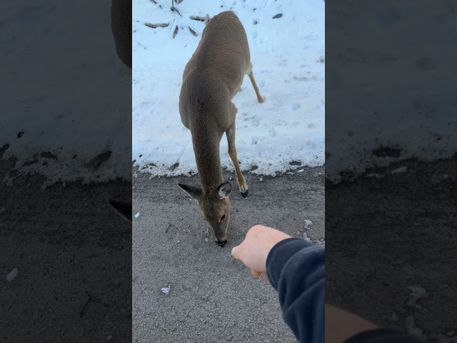 Hungry Deer Bites Man's Hand After He Runs Out Of Snacks