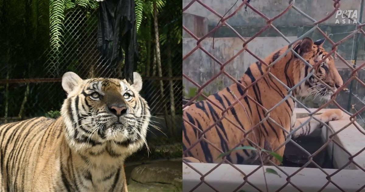 72 tigers die following mysterious virus outbreak at Chiang Mai tourist attraction