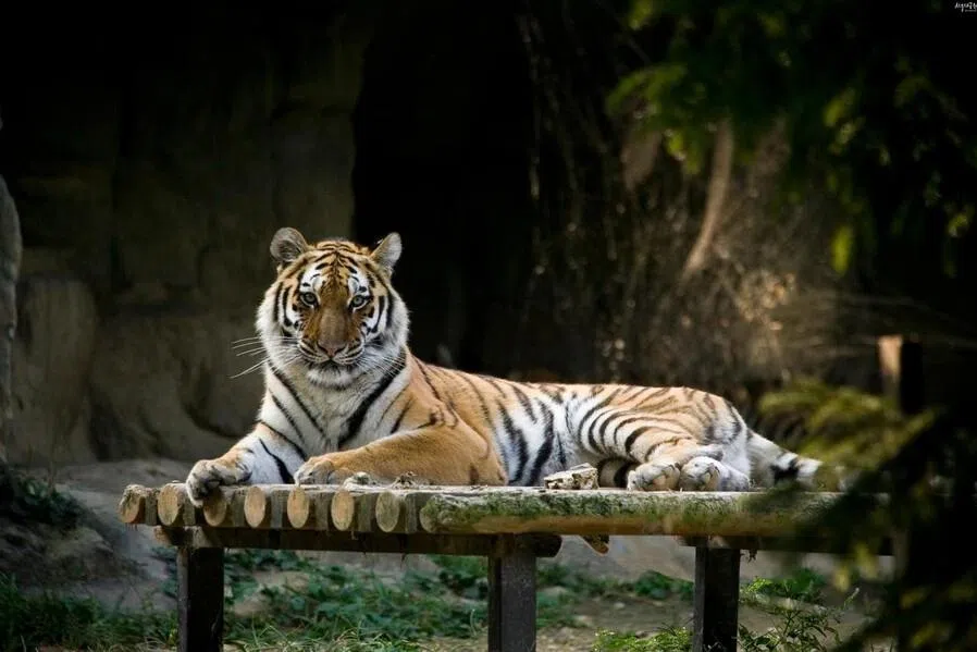 Door left unlocked blamed for Siberian tiger’s death at Seoul Grand Park