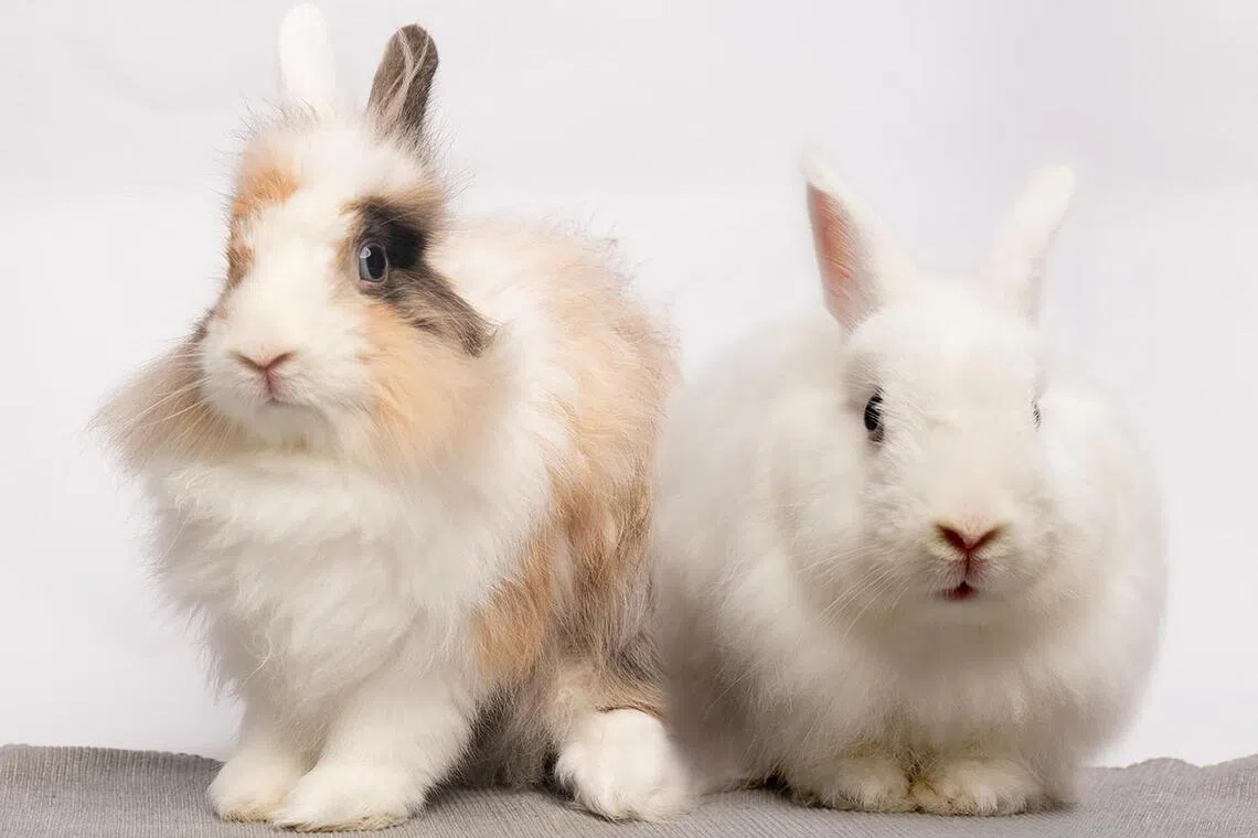 Shelter Stars Of The Month: Bonded Angora rabbits Julius and Corinne