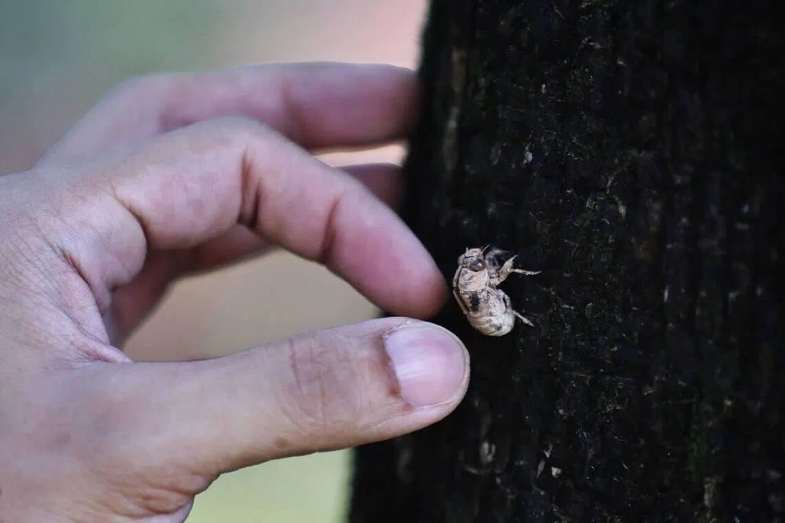 Multi-year study launched to crack Tampines Changkat’s mysterious cicada woes