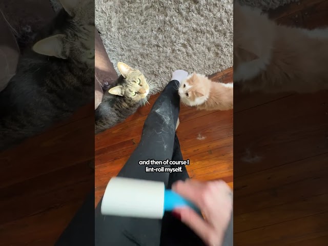 What Actually Helps With Pet Hair On Clothes | The Pack