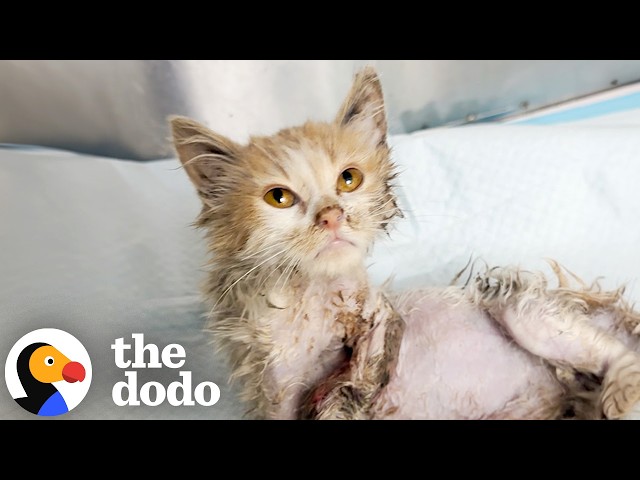 Cat Found In VERY Serious Condition Makes Miraculous Recovery | The Dodo