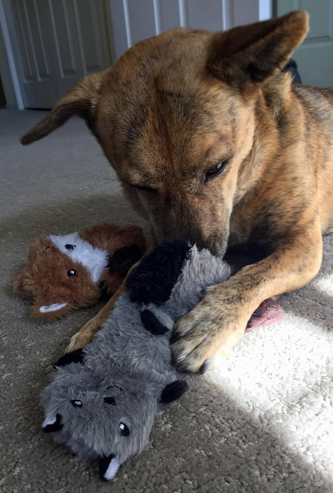 27 Gifts For Your Pet Because, I Mean, LOOK AT THEM. They Deserve It.