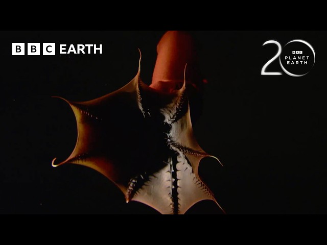 10 Extraordinary Animal Behaviours Captured on Camera for the First Time | BBC Earth