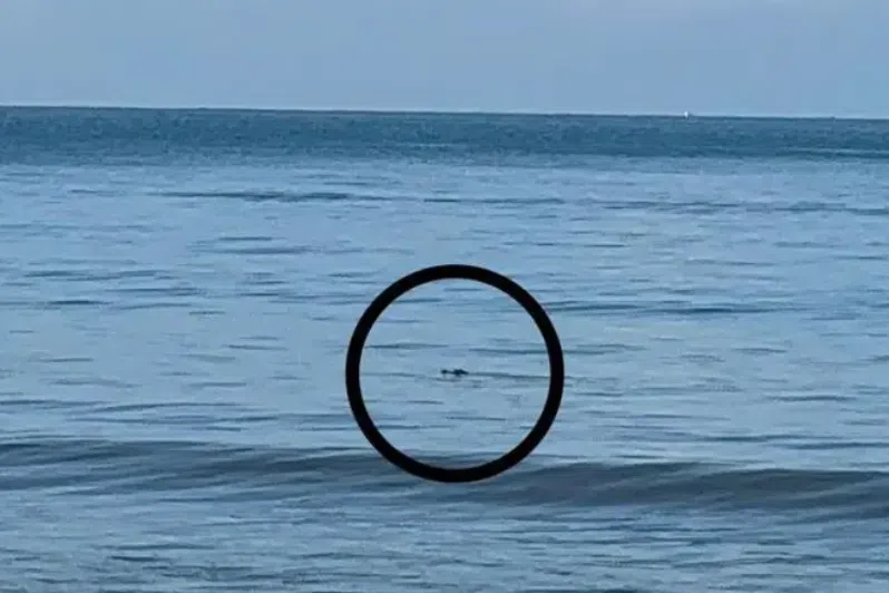 Crocodile sighting at Sabah beach prompts urgent safety measures