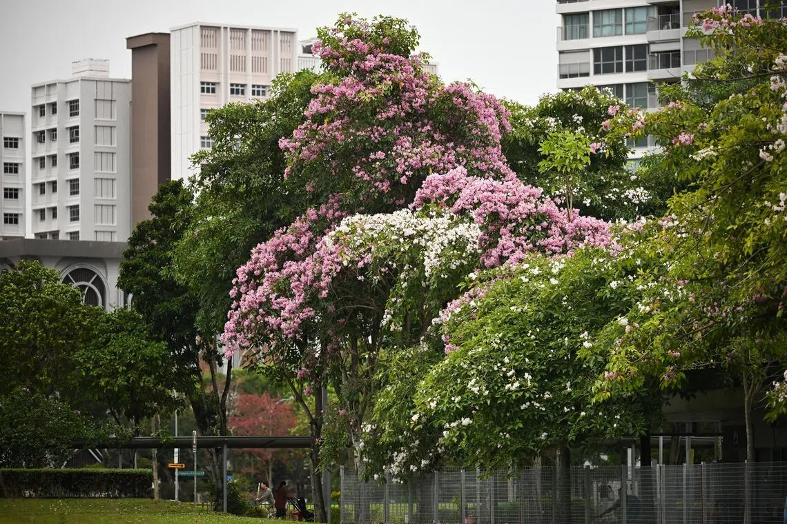Showers bring early pop of colour to Singapore cityscape through buds, blossoms