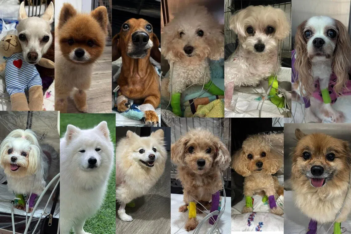 Revolutionary treatment gives dogs with heart disease a second chance