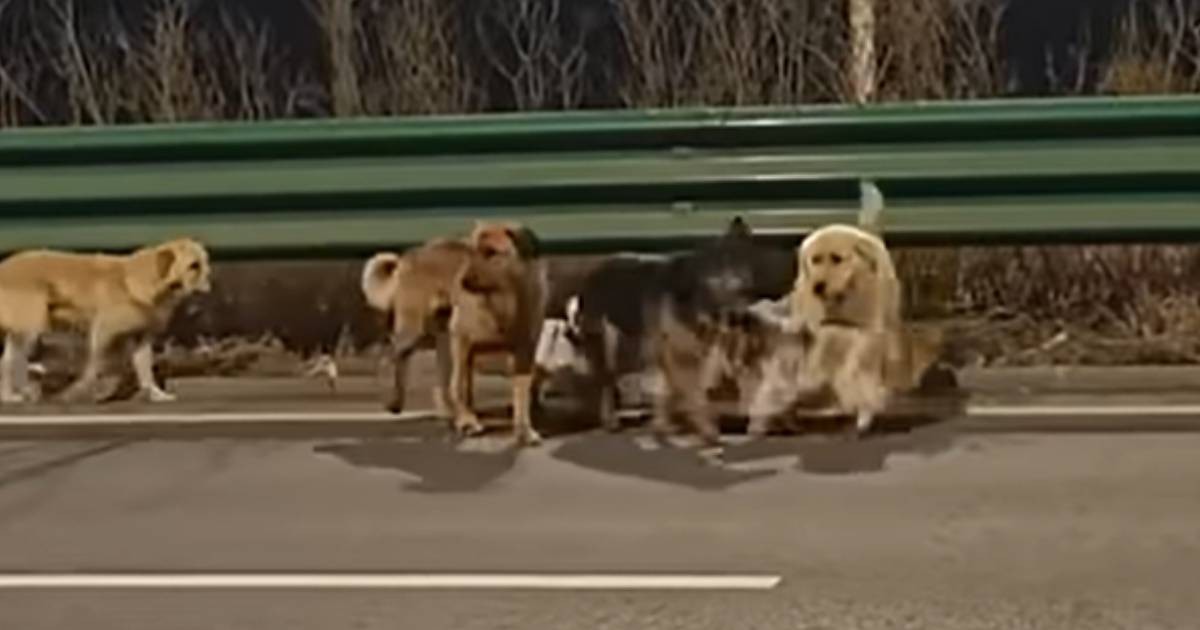 7 stolen dogs escape from moving truck in China, travel 17km to return home
